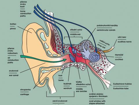 Anatomie ucha